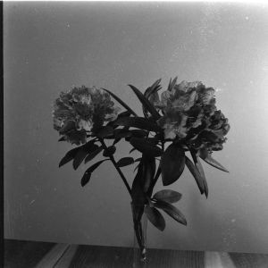 skany izba regionalna sredni format - kopalnia-2805