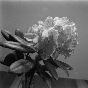 skany izba regionalna sredni format - kopalnia-2806