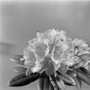 skany izba regionalna sredni format - kopalnia-2809