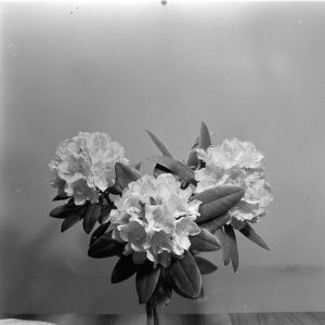 skany izba regionalna sredni format - kopalnia-2810