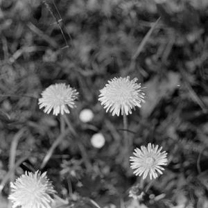 skany izba regionalna sredni format - kopalnia-2479