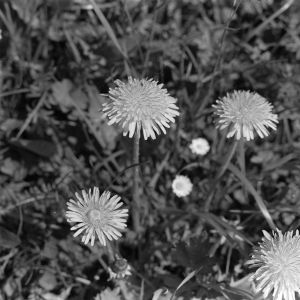 skany izba regionalna sredni format - kopalnia-2488