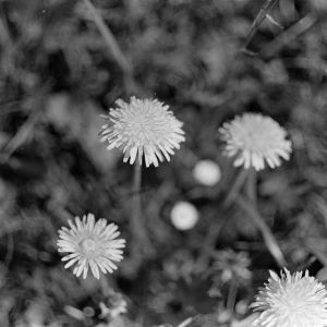 skany izba regionalna sredni format - kopalnia-2489